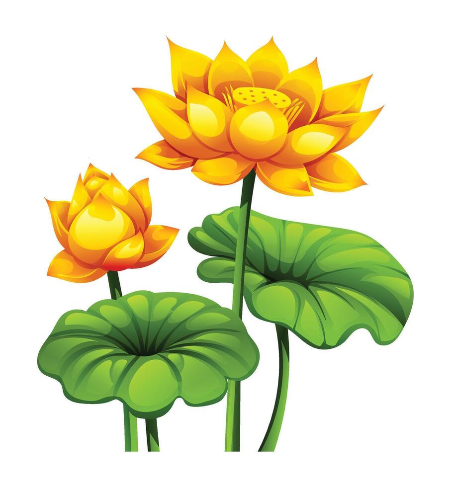 Bright yellow lotus flowers, one fully blooming and the other as a bud, surrounded by leaves. Cartoon illustration vector