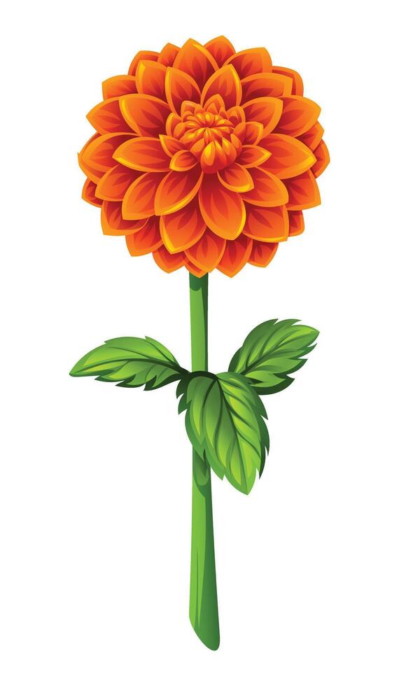 Blooming orange dahlia flower with leaves illustration vector