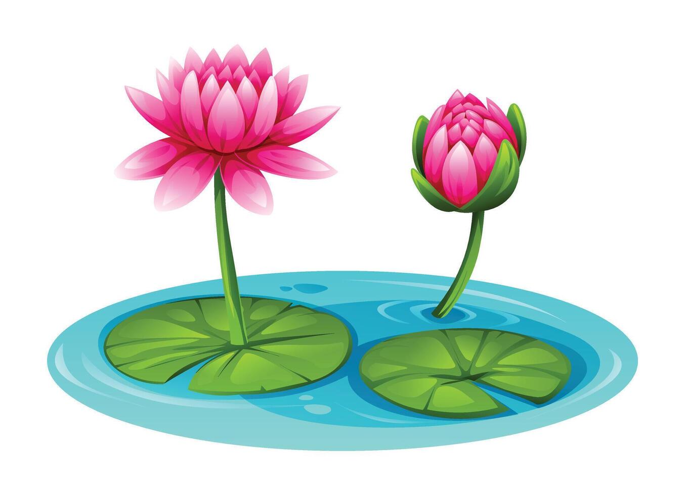 Pink water lily flowers blooming on water, surrounded by lily pads, in a pond. Cartoon illustration vector