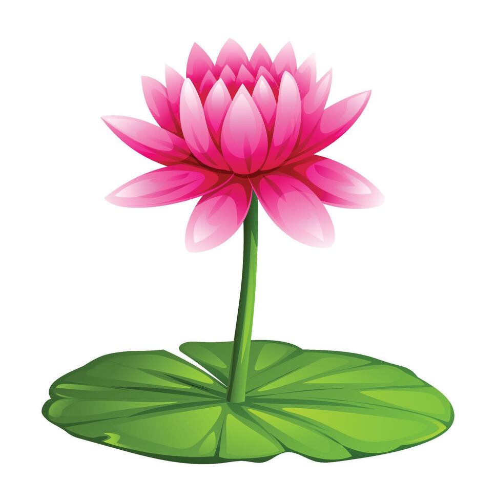 Beautiful pink water lily flower blooming on a lily pad. Cartoon illustration isolated on white background vector