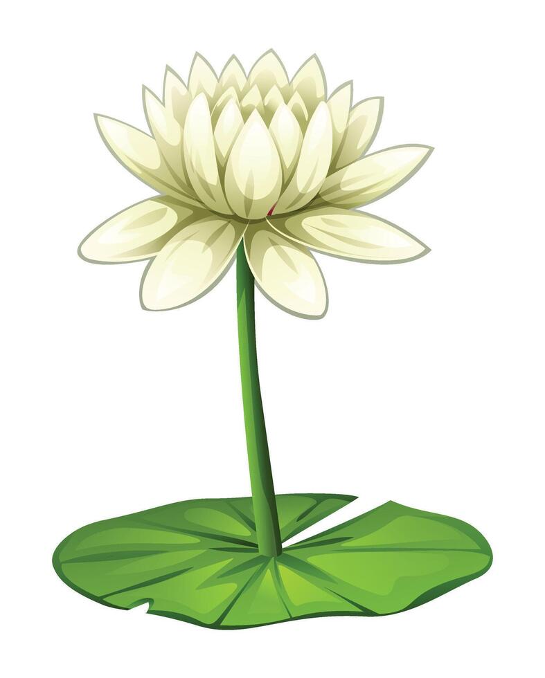 Delicate white water lily flower on lily pad. Cartoon illustration isolated on white background vector