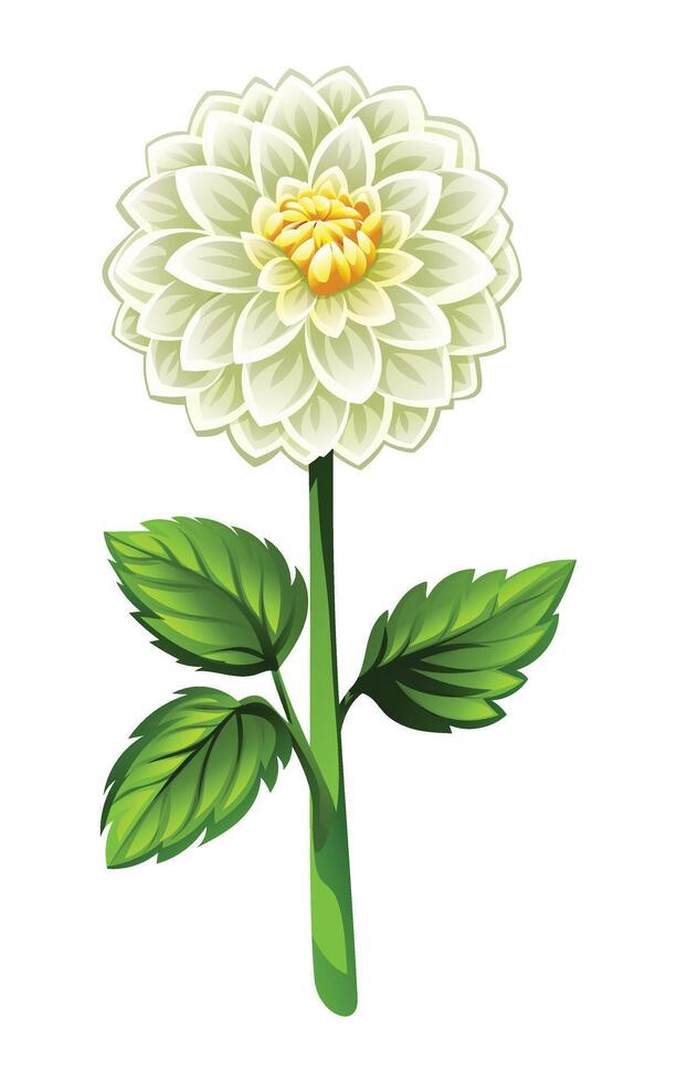 Blooming white dahlia flower with leaves. Cartoon illustration vector