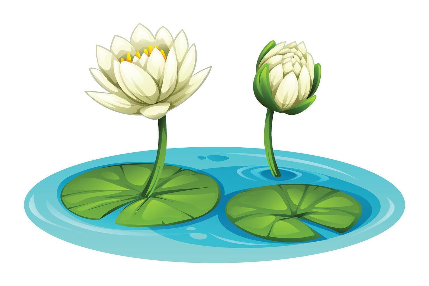 White water lily flowers blooming on water, surrounded by lily pads, in a pond. Cartoon illustration vector