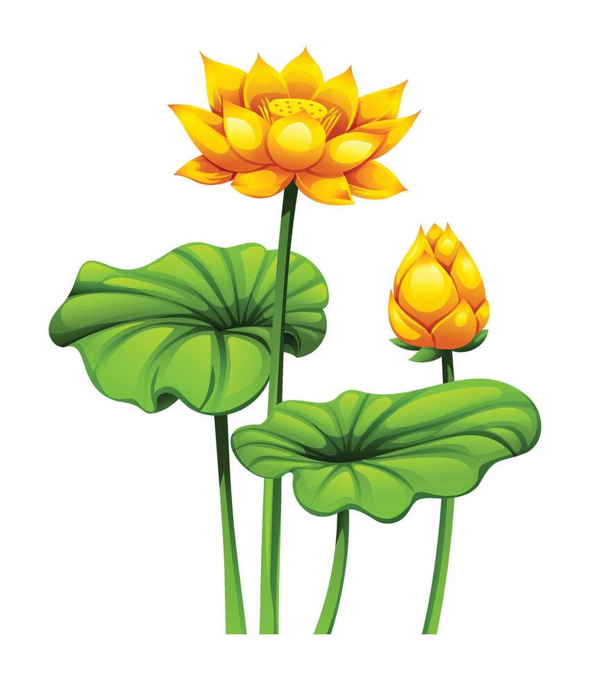 Yellow lotus flowers on long stems, with one in full bloom and the other as a bud. Cartoon illustration vector