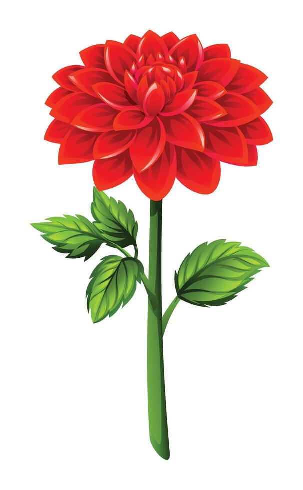 Red dahlia flower with leaves illustration vector