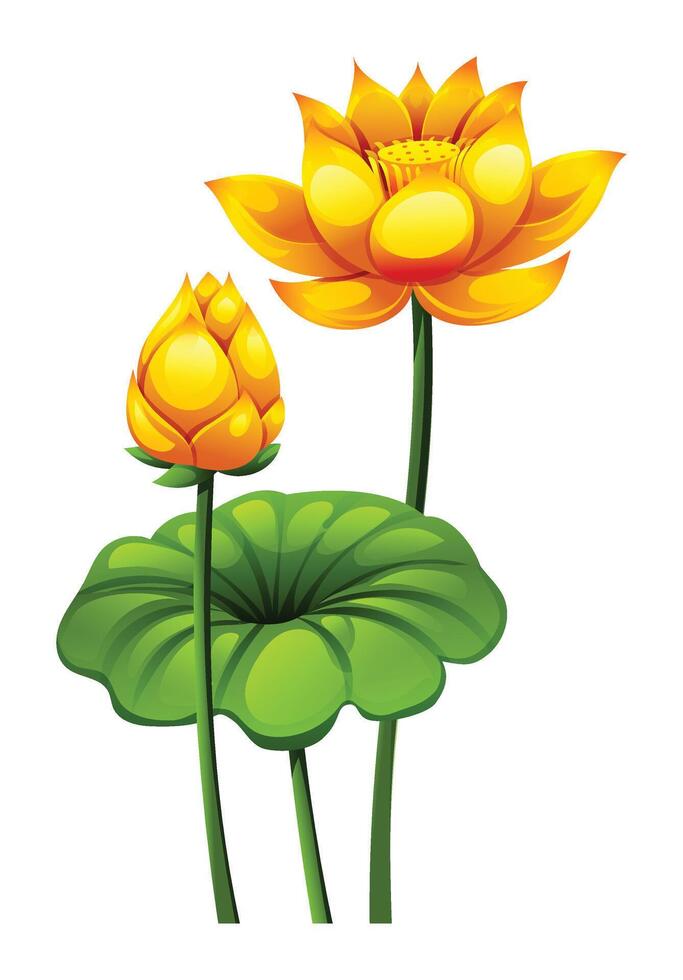 Yellow lotus flowers with lotus pads, accompanied by a budding flower. Cartoon illustration vector