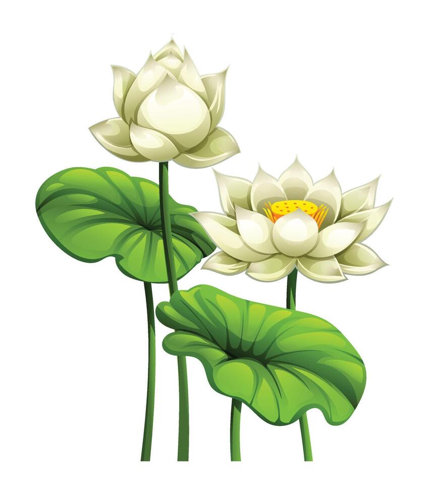 Delicate white lotus flowers, one fully blooming and the other as a bud, surrounded by leaves. Cartoon illustration vector