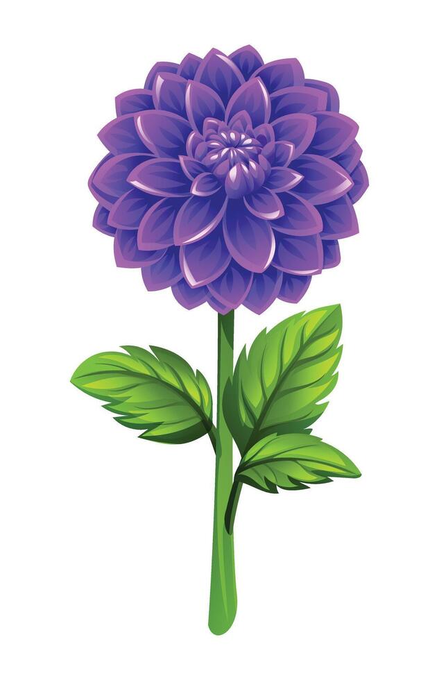 Purple dahlia flower with leaves illustration vector