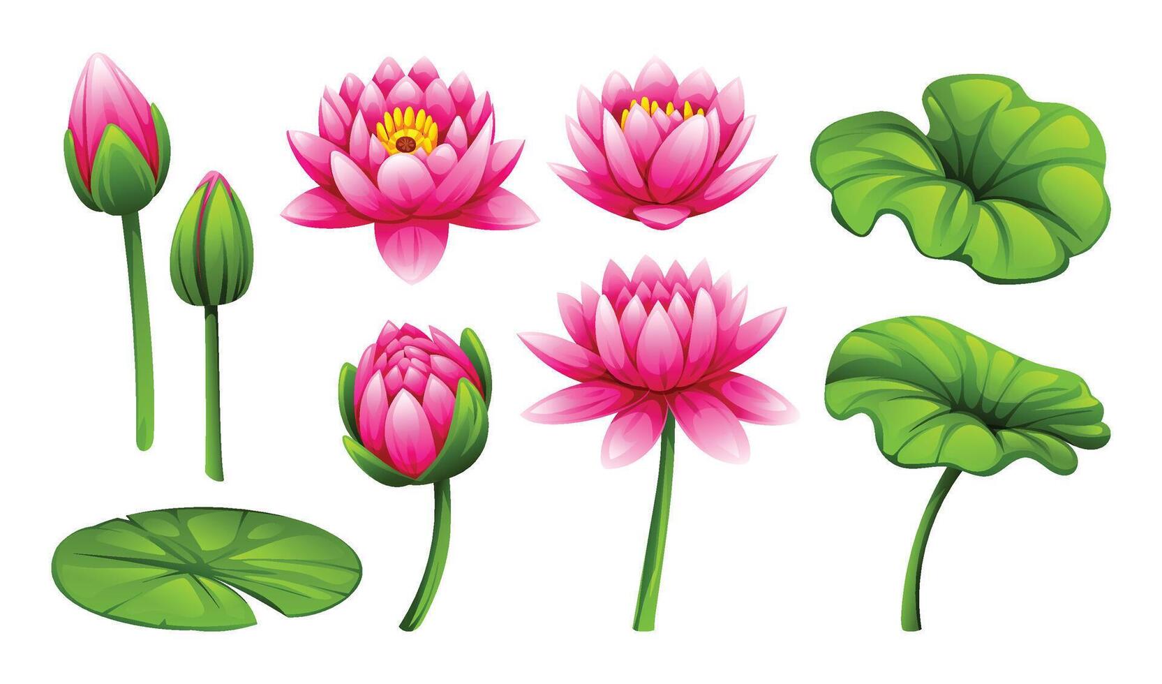Collection of pink water lily flowers and leaves in various stages of bloom. Cartoon illustration vector