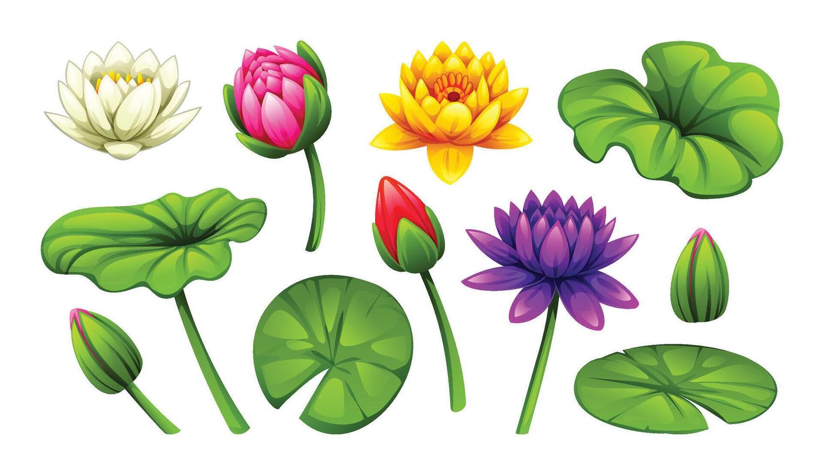 Diverse collection of water lilies in different colors and stages of bloom, along with leaves. Cartoon illustration vector