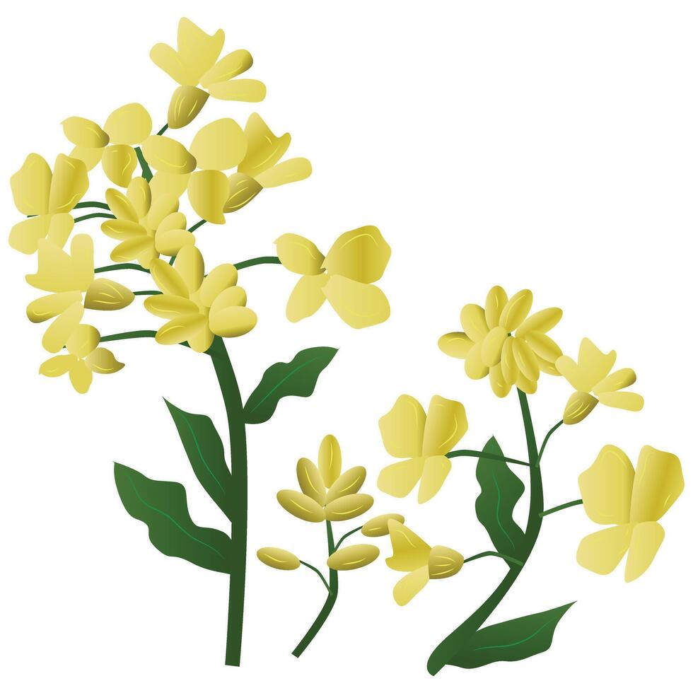 Canola Flower Illustration and Drawing vector
