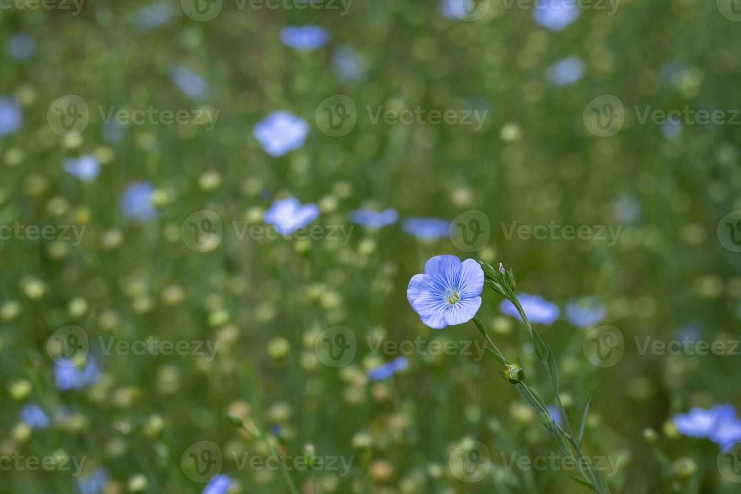 Flax seed plants in the countryside that harvest for linen in textile business and food ingredient in healthy diet supplementary concept photo