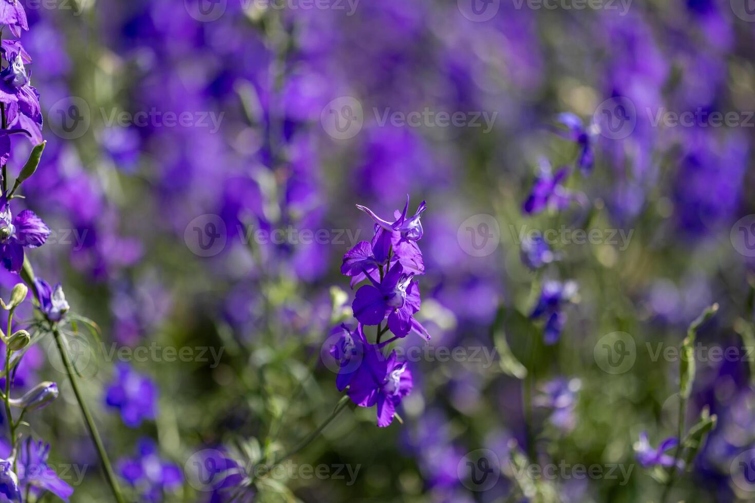 Larkspur flowers meadow during full bloom on the background for spring and summer English country cottage garden for perennial and annual plants photo