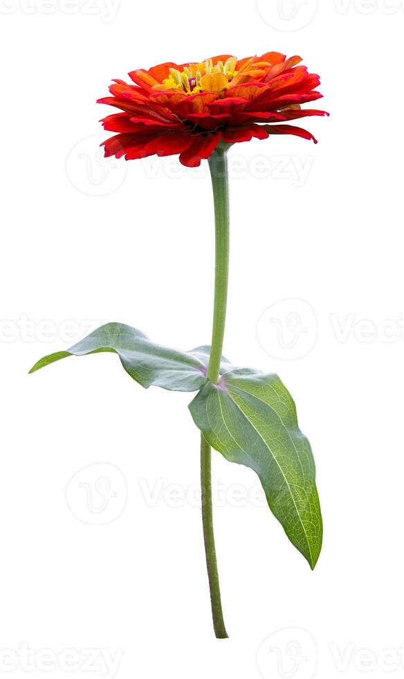 The isolated orange red zinnia flower with stem cut out on white background for summer season and graphic design photo