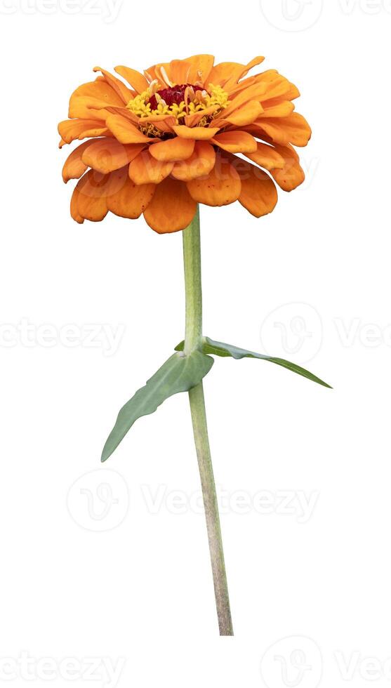 Isolated orange zinnia flower with stem cut out on white background for summer season and graphic design concept photo