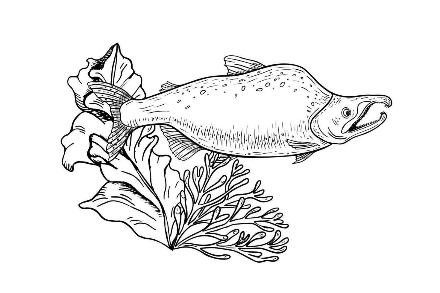 Fish sockeye Among Coral and Seaweed Line Art. Underwater Ocean Scene in Black and White graphic hand painted. Monochrome Nautical Decor, Aquarium Prints, Marine Life engraving Illustrations. vector