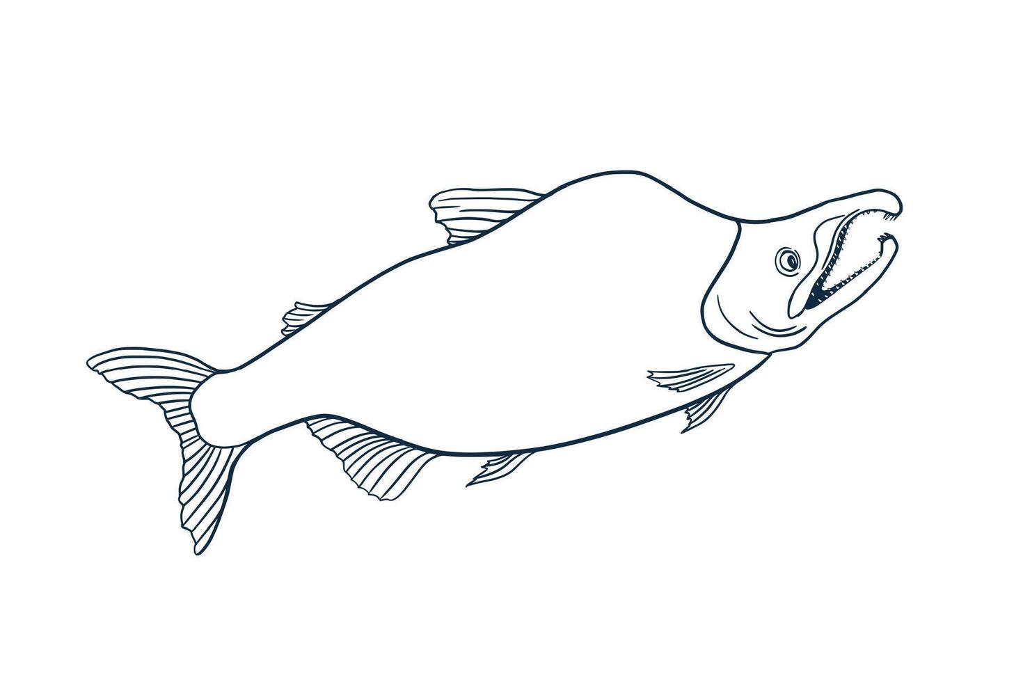 Sockeye Salmon black white illustration. Sea fish sketch hand drawn. Nerka red fish painted ink linear art. Trout drawing in graphic outline. Design element for package, label, sign board. vector