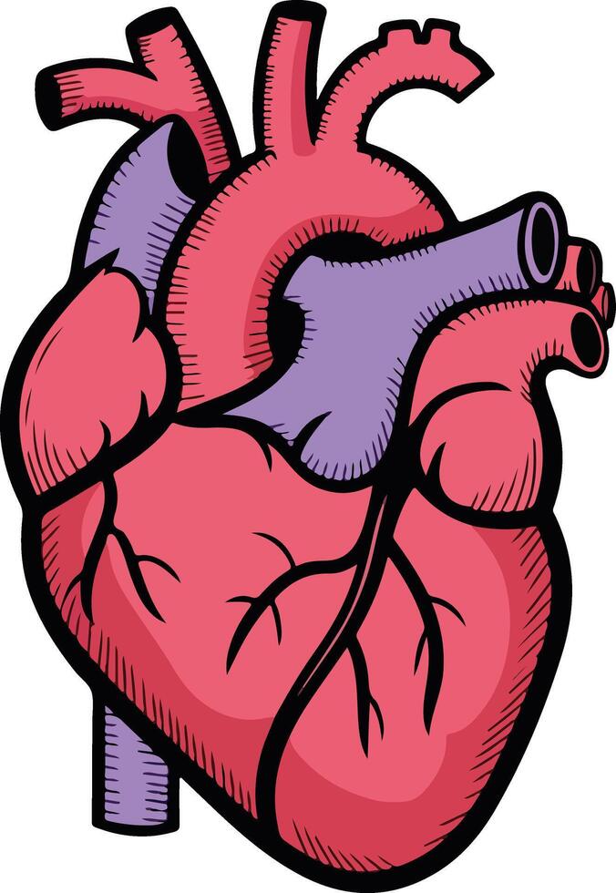 human heart illustration vector