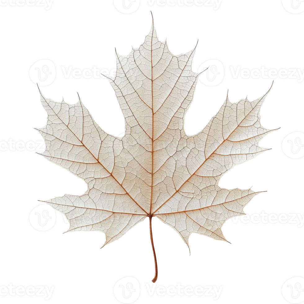 Detailed close up of a dry maple leaf showcasing intricate vein patterns and delicate texture on a white background png