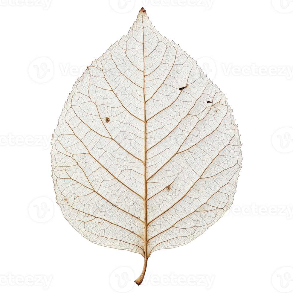 Detailed structure of a dried leaf showcasing intricate vein patterns and delicate textures on a transparent background png