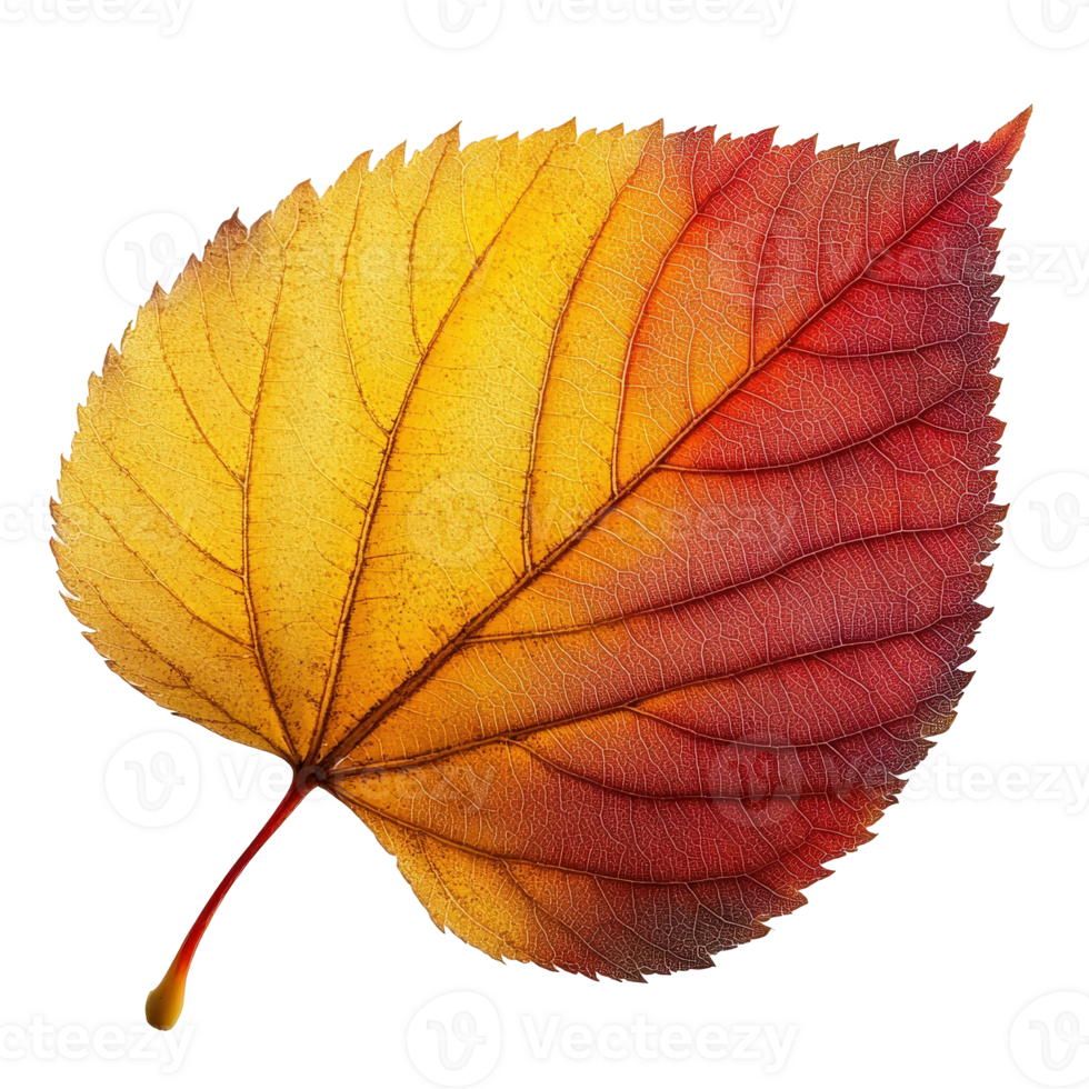 Close up View of Autumn Leaf with Vibrant Yellow and Red Colors Showcasing Natural Texture and Intricate Veins png