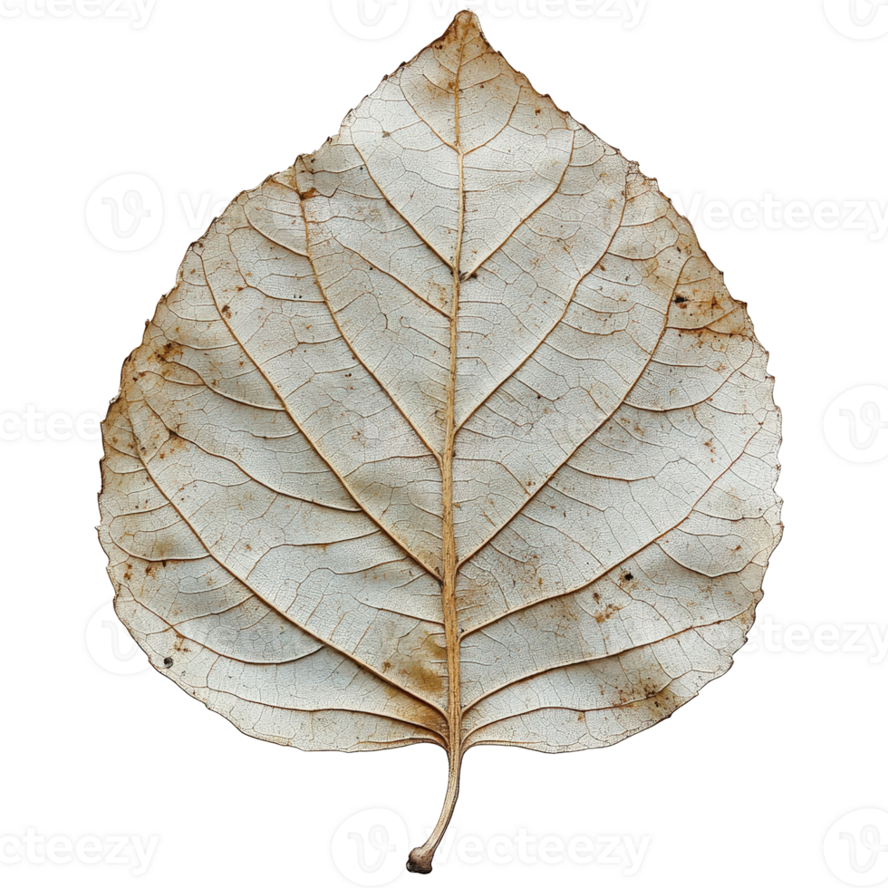 Dry and Fragile Leaf on Transparent Background, Showing Intricate Veins and Unique Texture for Nature Photography png