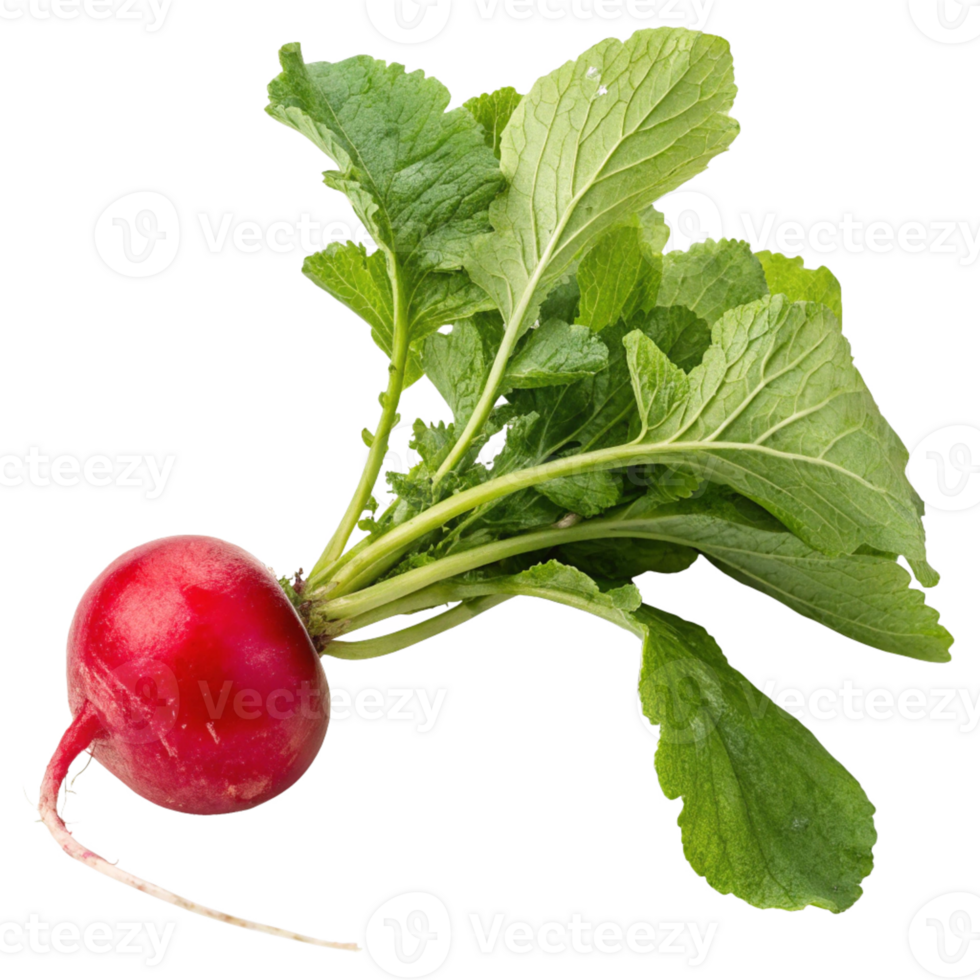 Beautiful Whole Red Radish with Bright Green Leaves in Natural Lighting png