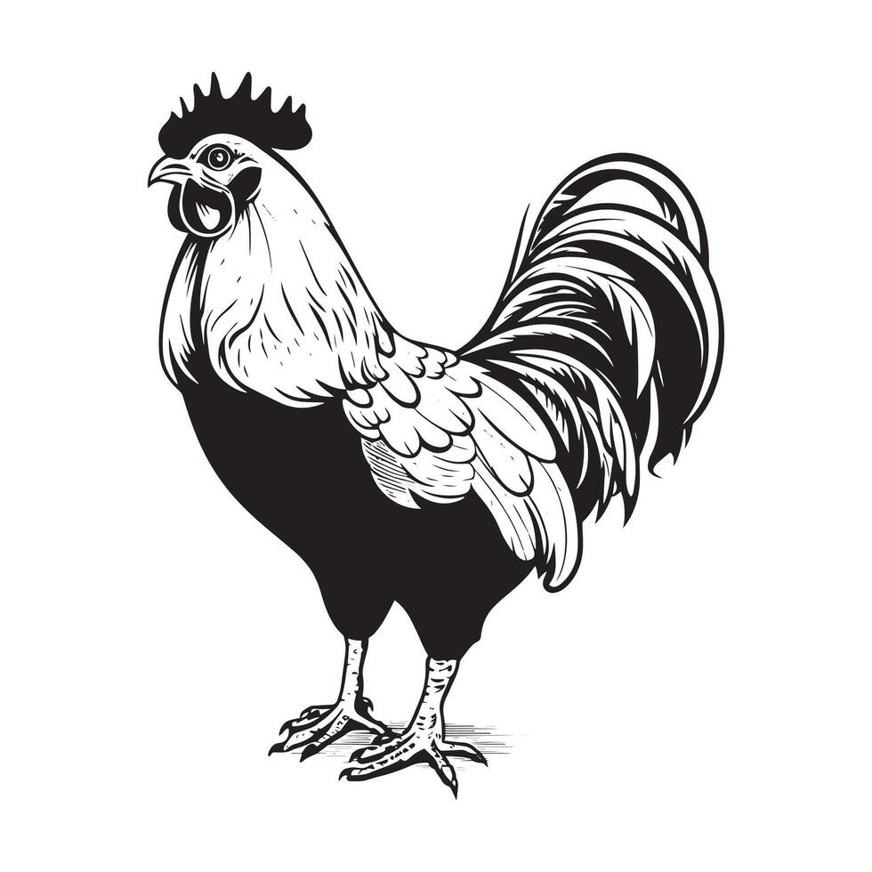 stylish black and white ink illustration of a farmer's rooster standing on a white background vector