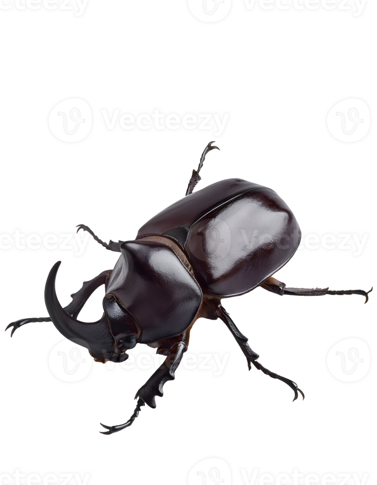 realistic rhinoceros beetle insect, detailed horned beetle close-up, strong exoskeleton bug, macro view, isolated background png