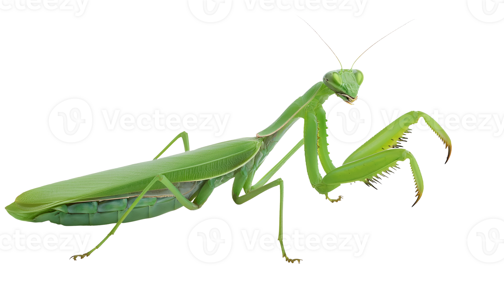 realistic praying mantis insect, detailed green mantis close-up, predatory bug with sharp forelegs, macro view, isolated background png