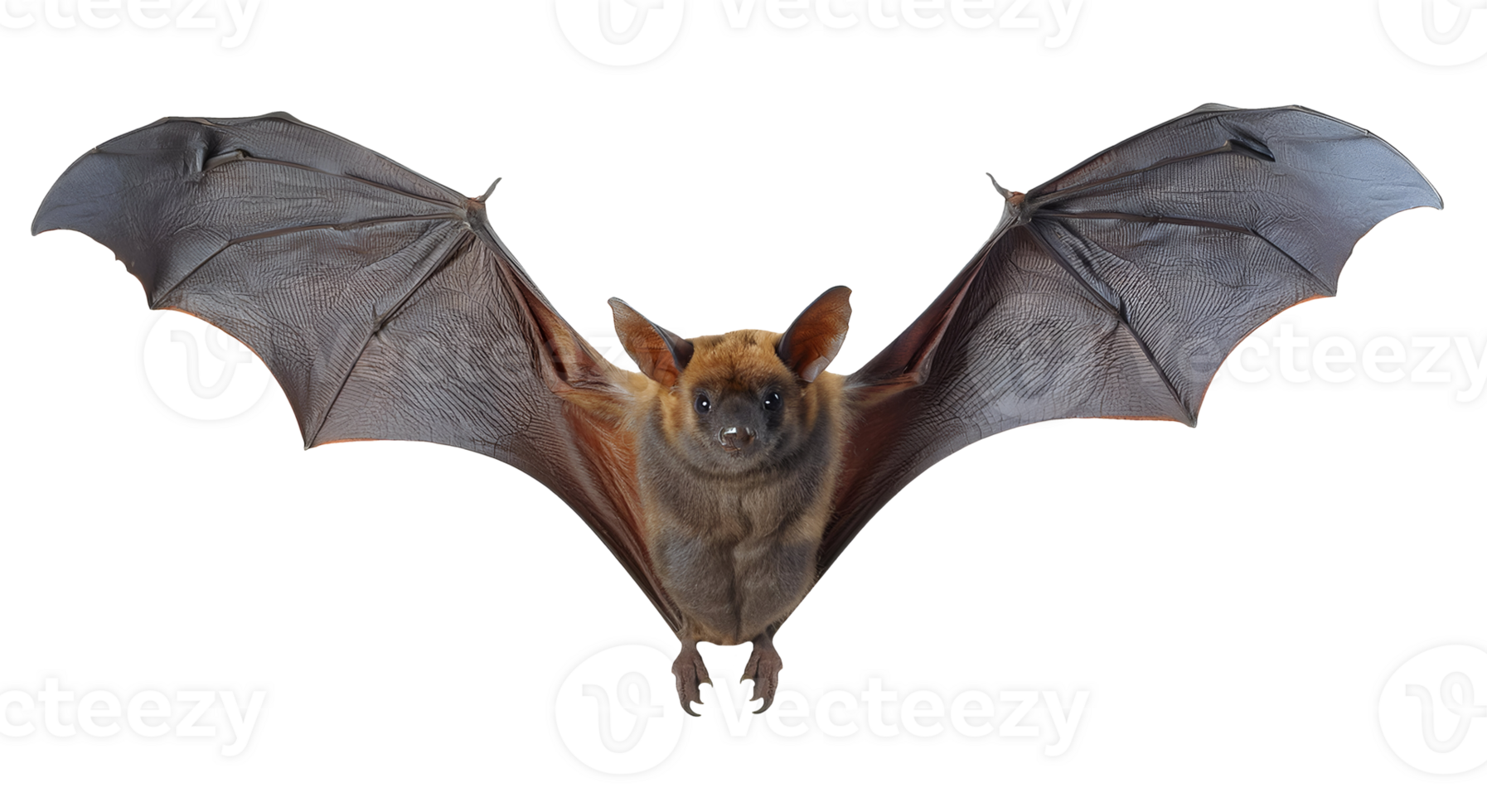 realistic flying bat with outstretched wings, detailed nocturnal mammal, isolated background png