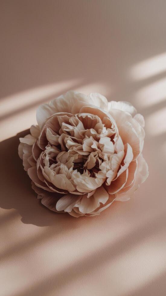 A single pink flower on a tan background photo