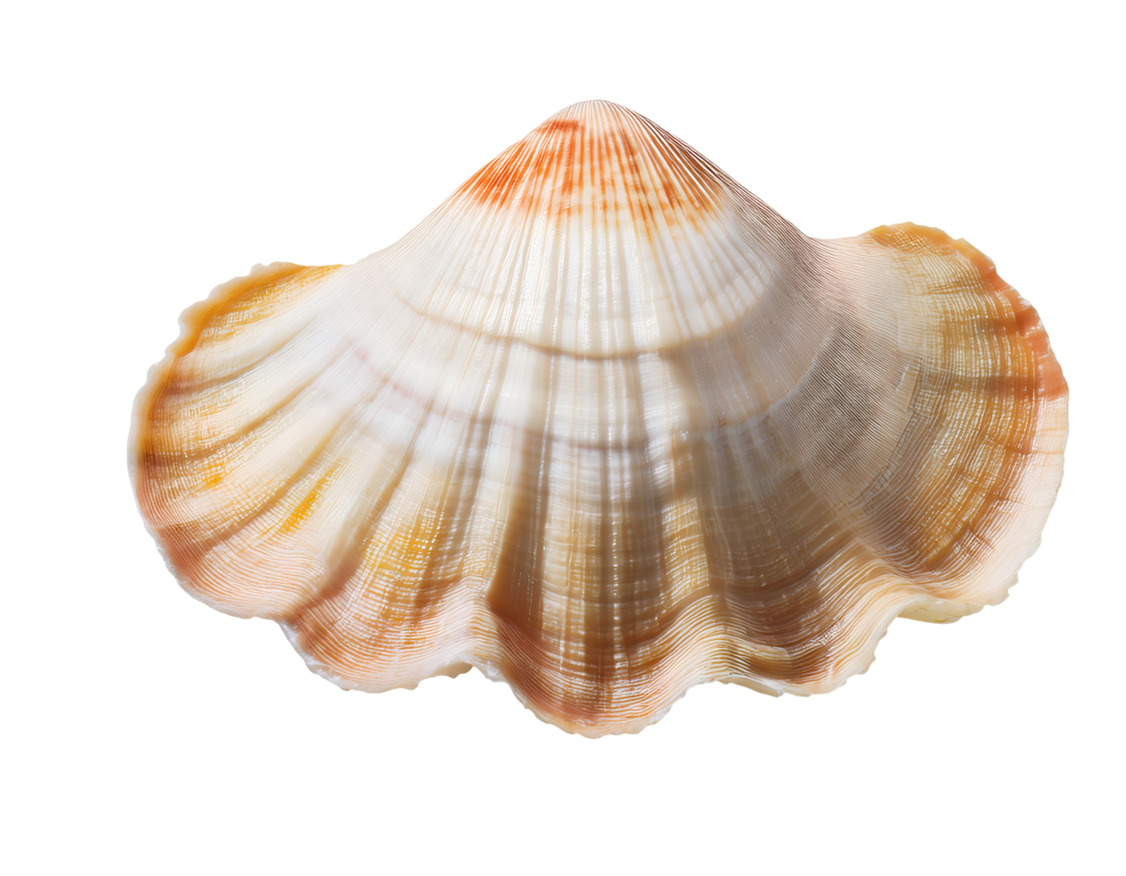 isometric 3d realistic seashell with wavy ridges and natural orange beige tones, marine ocean shell for beach decor, coastal elements, and underwater themes, on isolated background png