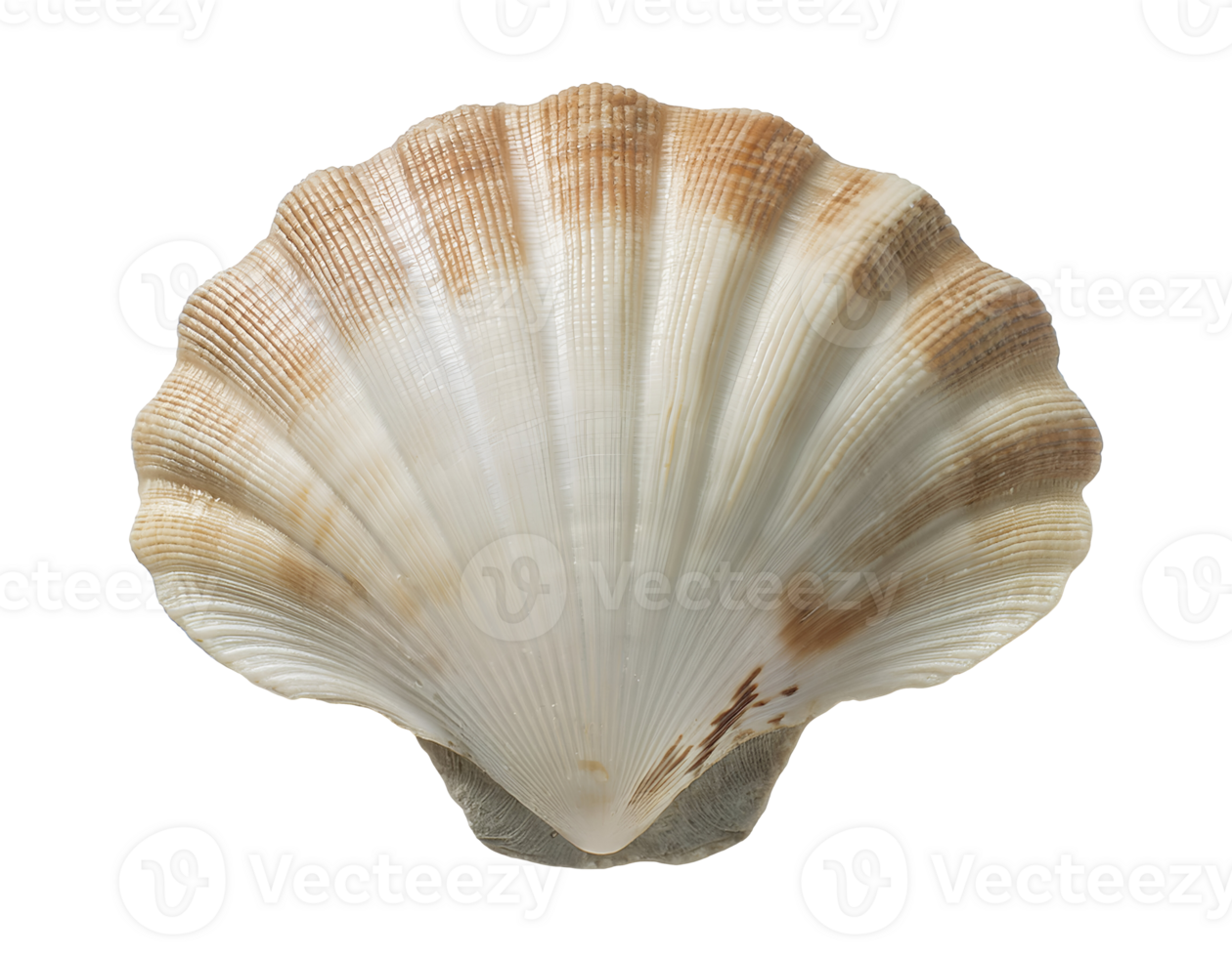 isometric 3d realistic seashell with natural texture and brown gradient pattern, marine ocean shell for coastal decor, beach elements, and underwater themes, on isolated background png