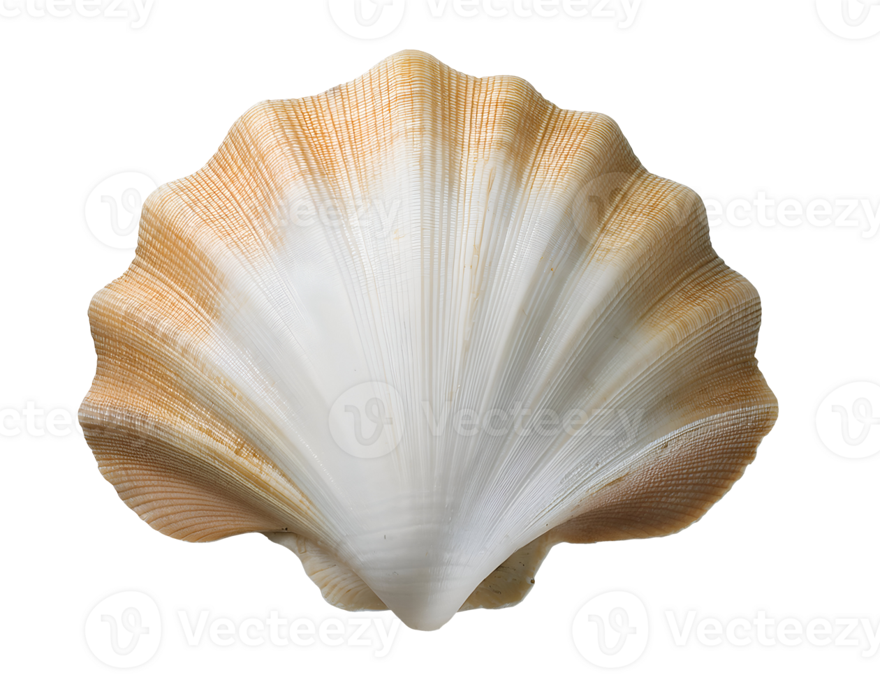 isometric 3d realistic seashell with delicate ridges and natural beige gradient, ocean marine shell for beach decor, coastal elements, and underwater themes, on isolated background png