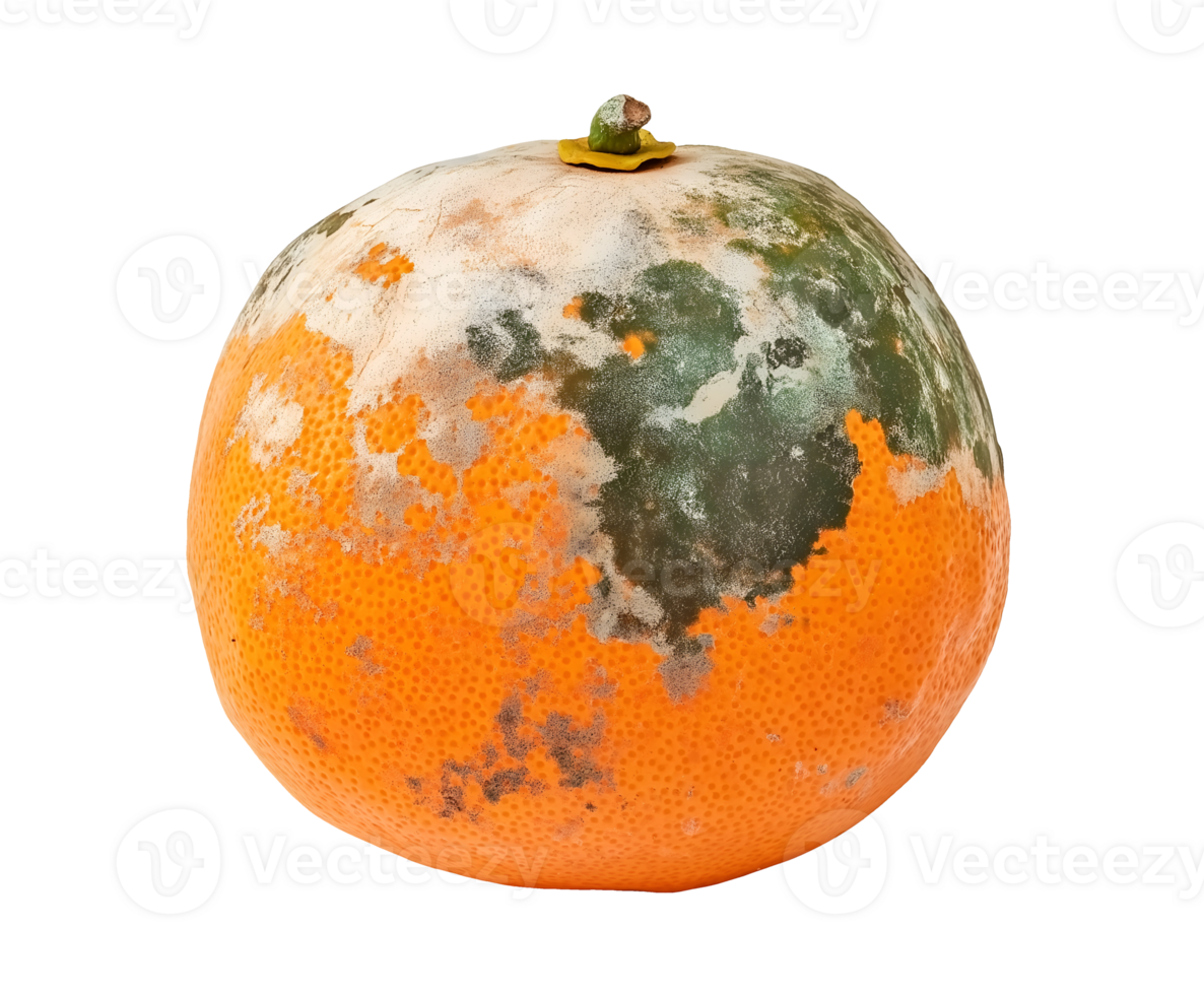 moldy orange with patches of green and white mold, spoiled citrus fruit with decayed texture and fungal growth, decomposing produce with visible deterioration, on isolated background png
