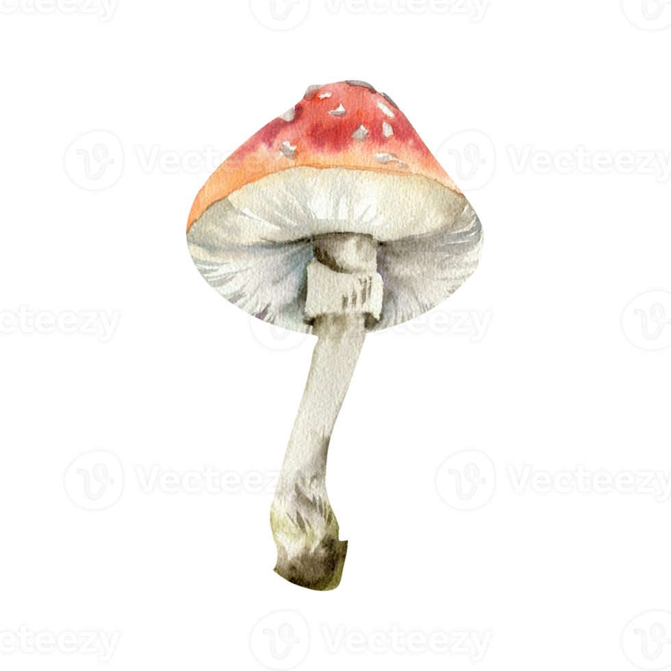 Red forest mushroom fly agaric watercolor illustration. Hand drawn inedible fungus clipart, forest seasonal botanical element for autumn banner design png