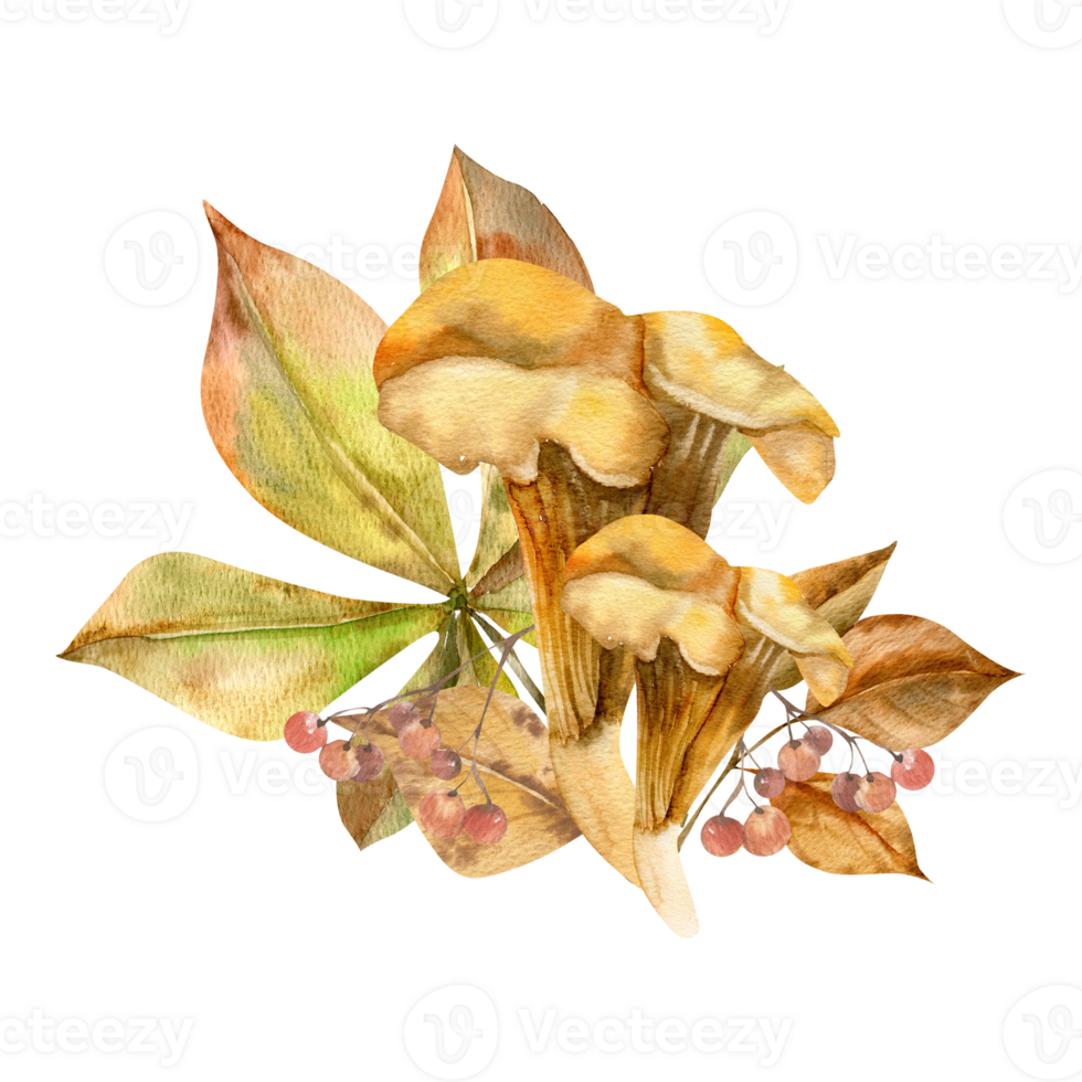 Autumn fungus Chanterelle floral watercolor composition. Hand drawn orange mushroom with chestnut leaves and berries illustration for harvest season poster, card, invitation design.Fall menu design png