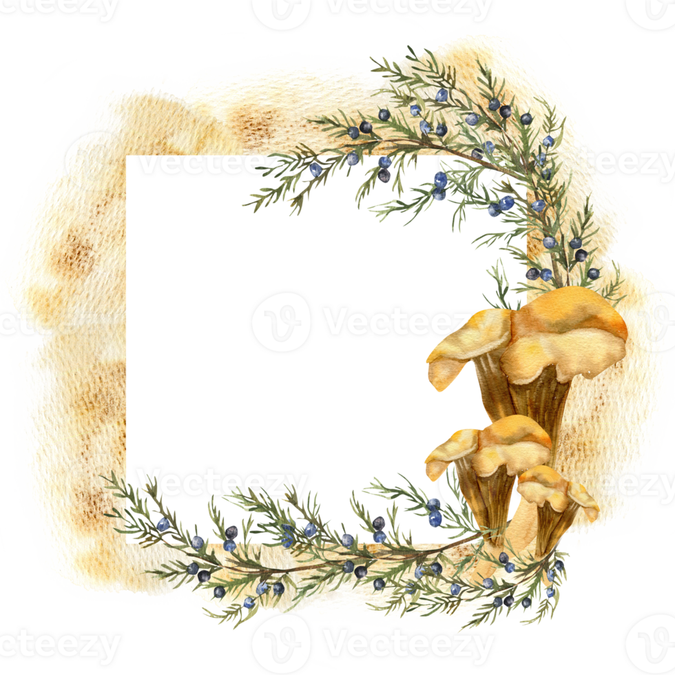 Autumn mushroom and juniper branches watercolor frame template. Hand drawn forest Chantarelle and conifer botanical clipart banner with copy space for fall harvest season poster, label, logo design png