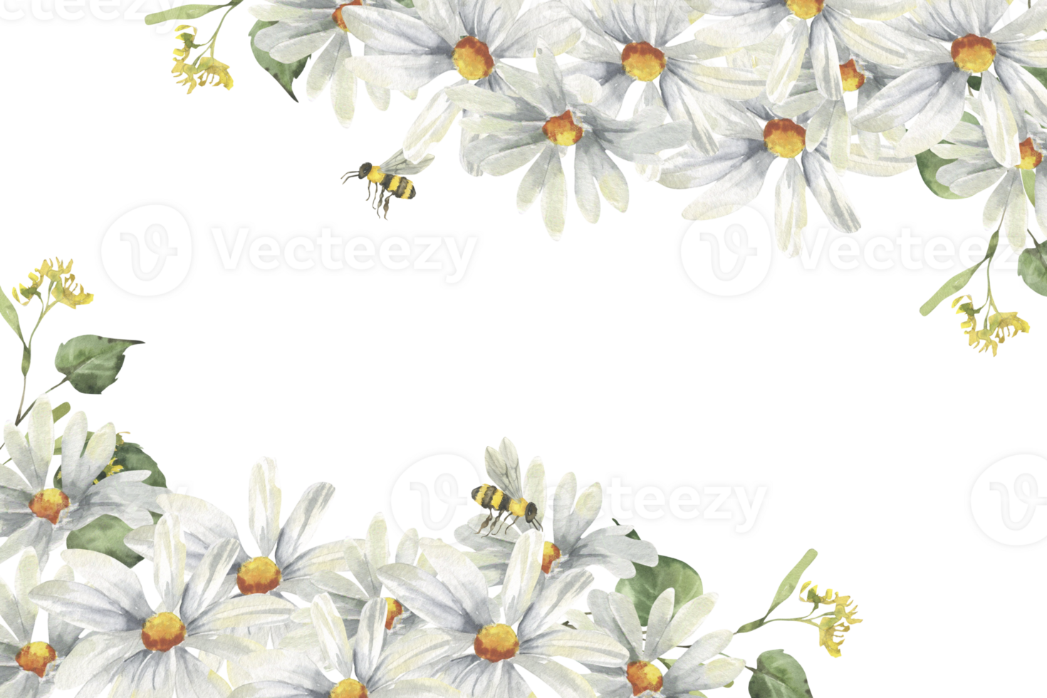 White daisy flowers watercolor banner template. Hand drawn frame with wild flowers clipart, field white botanical elements with bees for festive poster, label ,logo design. Floral petal arrangement png