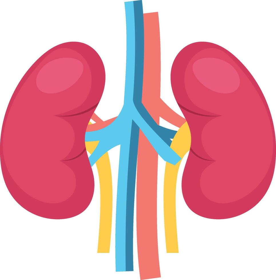 Kidney illustration with isolated background vector