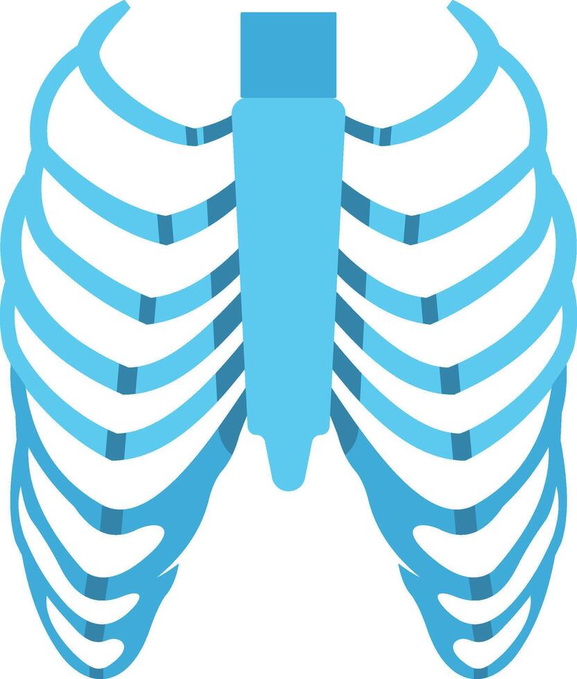 Human Ribs illustration with isolated background vector