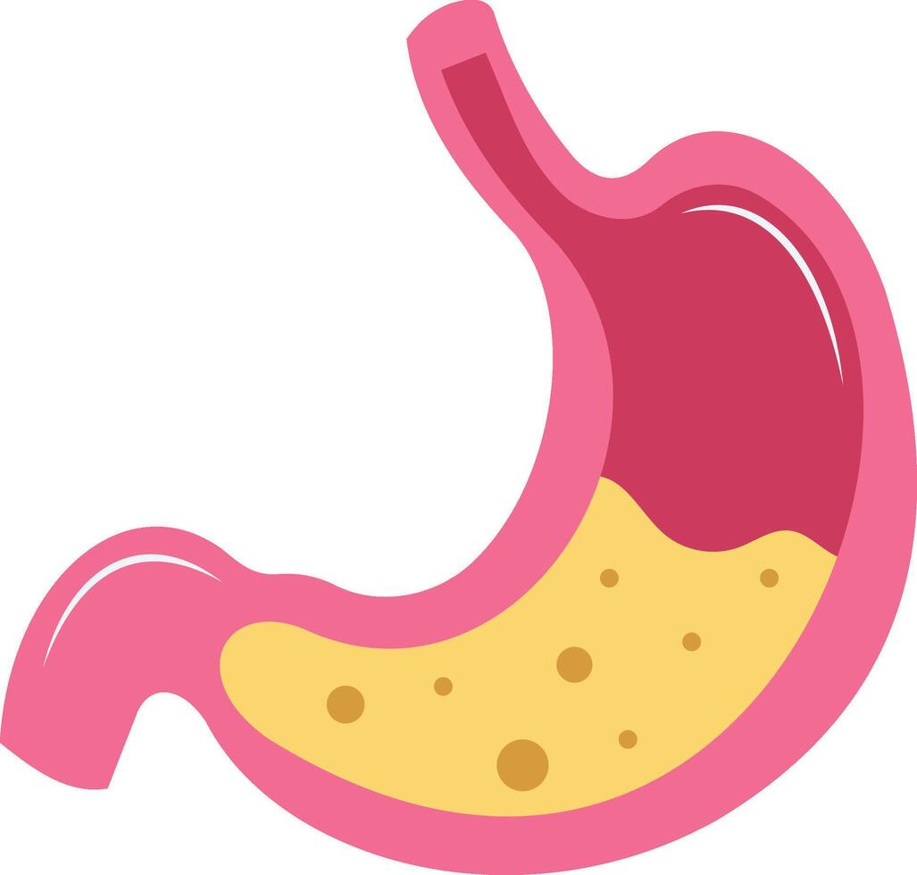 Stomach illustration with isolated background vector