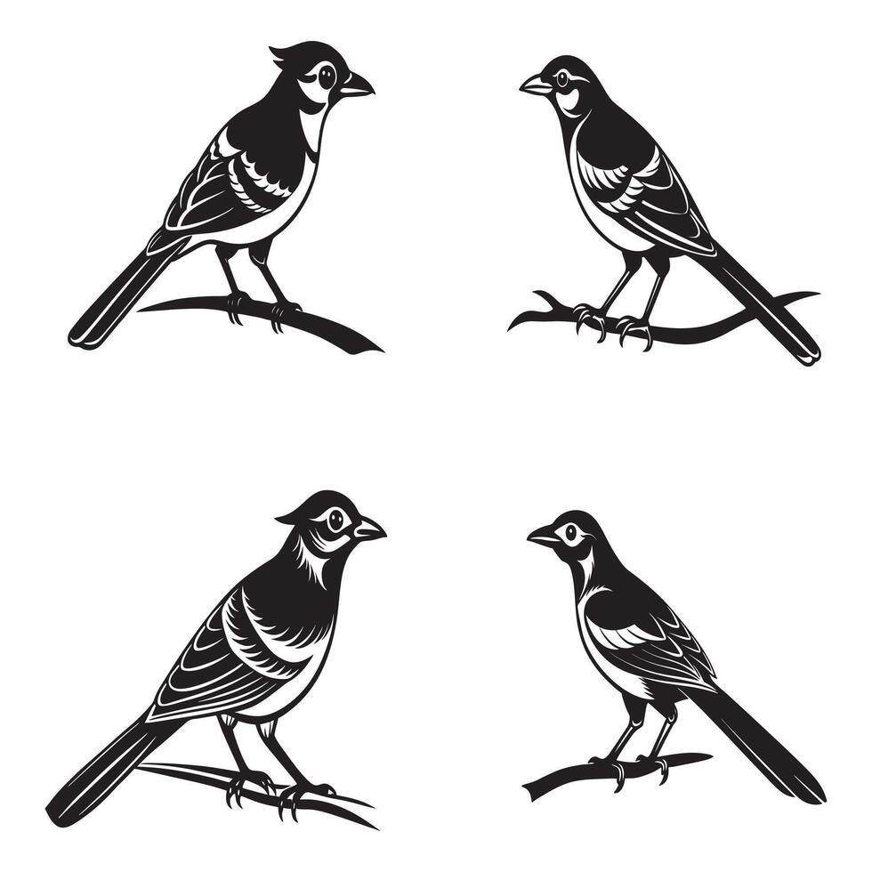 four different birds on a branch in different poses vector