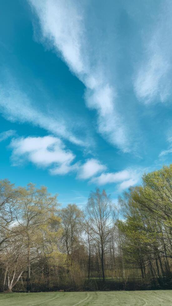 A grassy field with trees and clouds photo