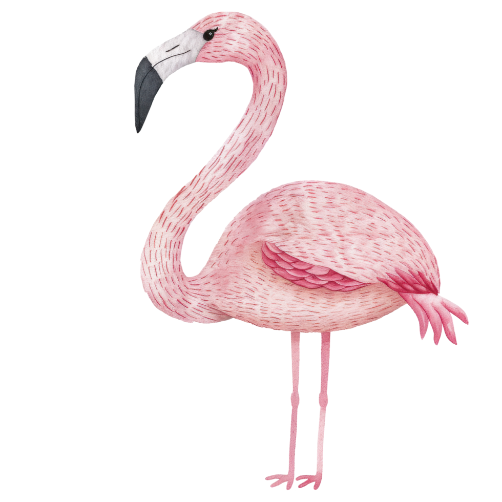 Watercolor cute sweet pink and red color of flamingo bird wildlife animal clip art element illustration png