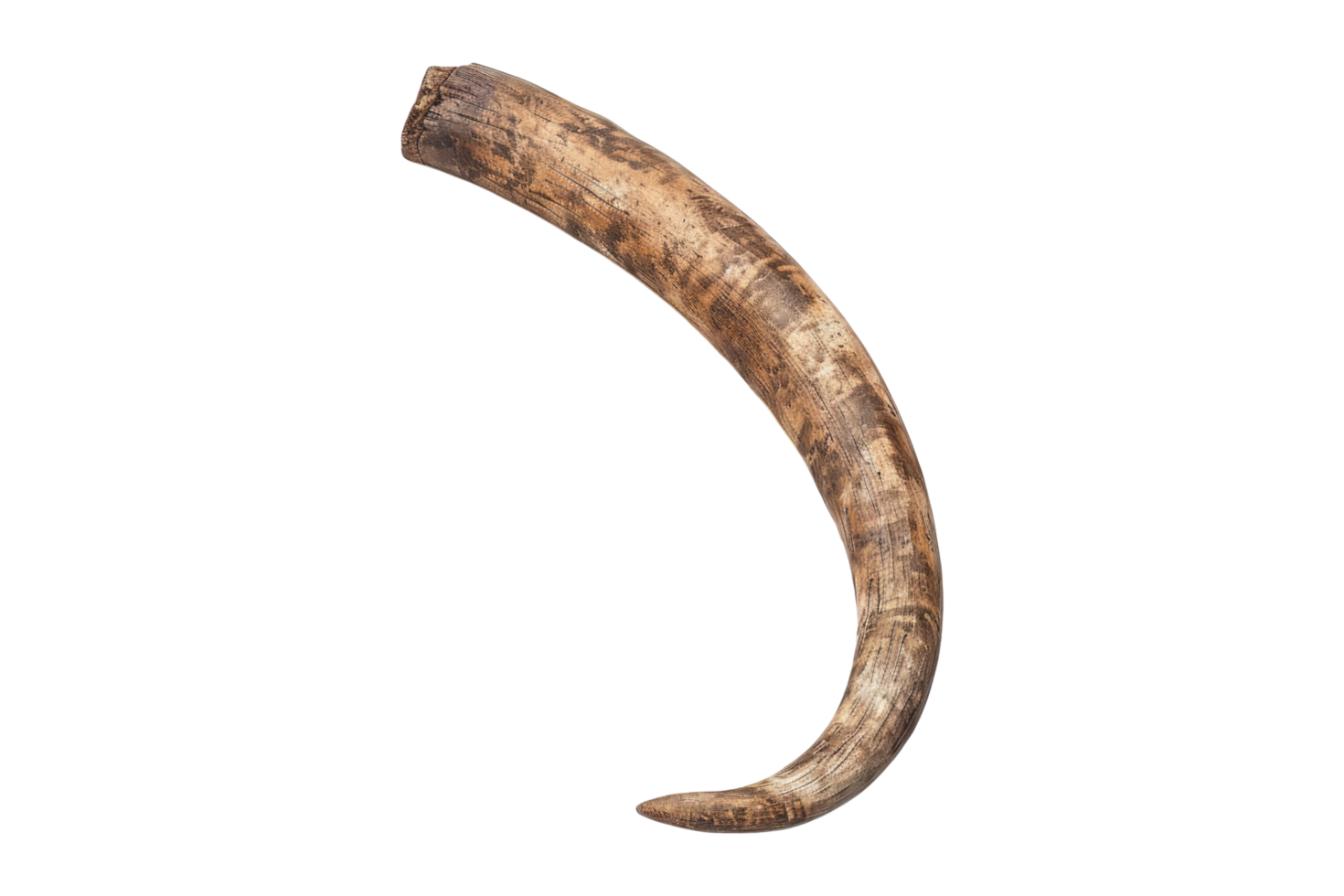 Animal horn tusk on transparent background png