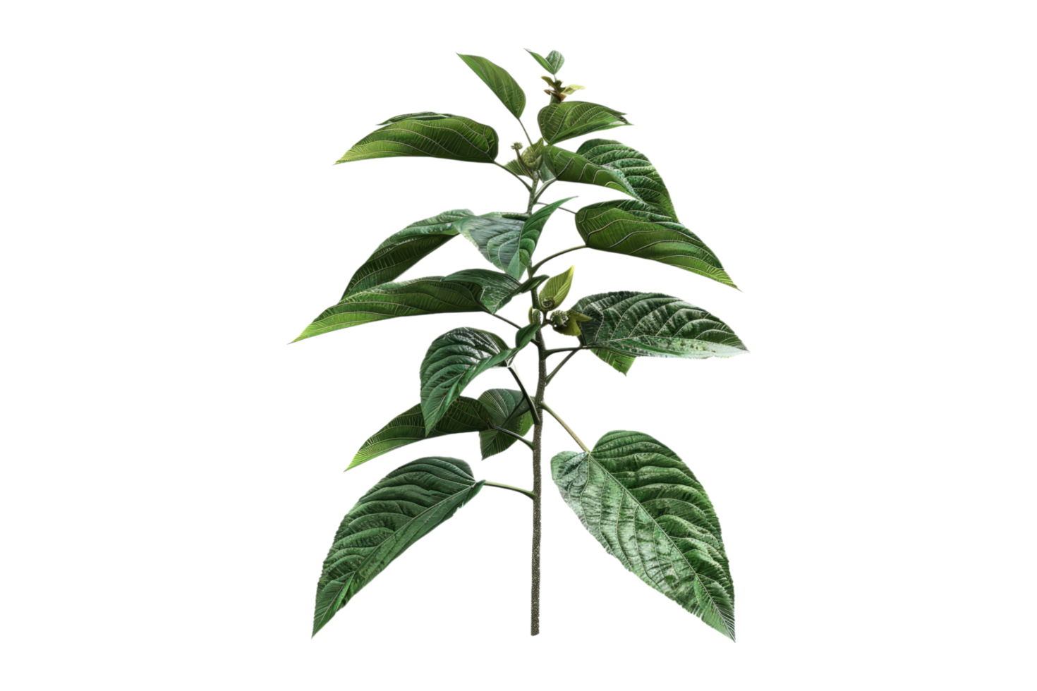 A plant with green leaves on transparent background png
