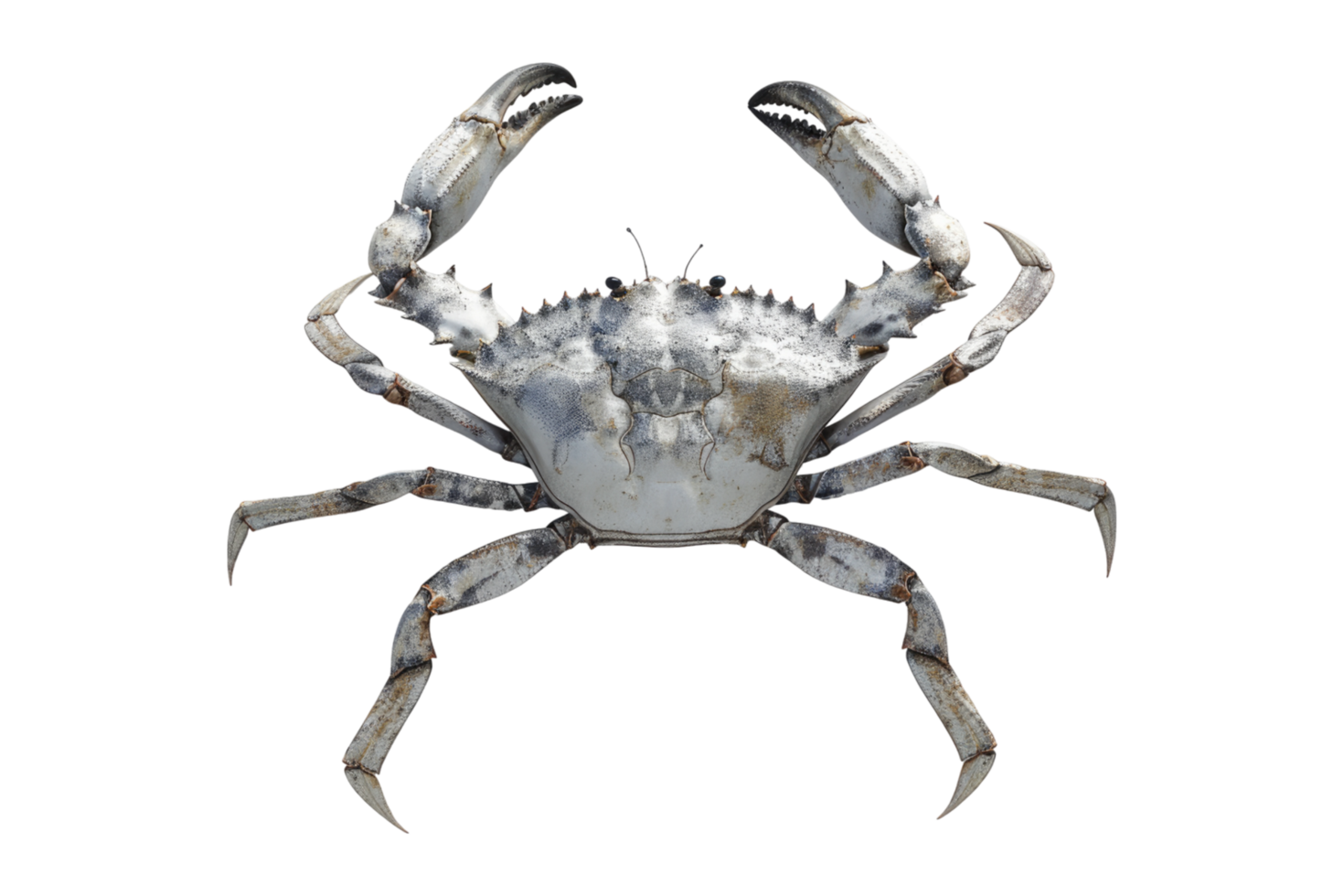 A crab on transparent background png
