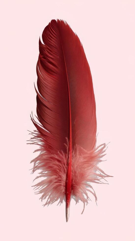 Single red feather isolated on white background down swan feather photo